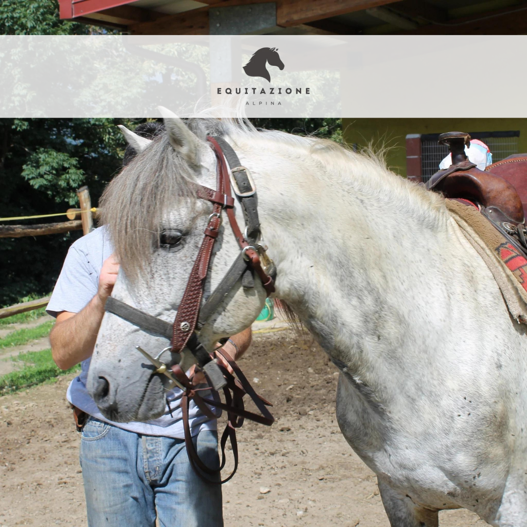 Un cavallo per amico