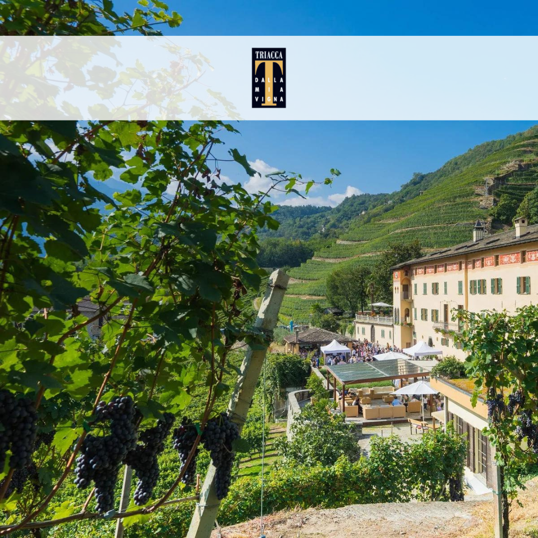 Una giornata tra i vigneti della Tenuta La Gatta