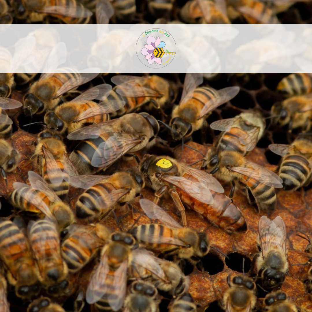 Il Giardino delle Api: Esperienze di Apiterapia e Apididattica in Valtellina