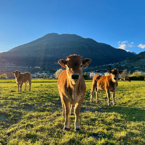 Visita in fattoria e degustazione di formaggi e vino