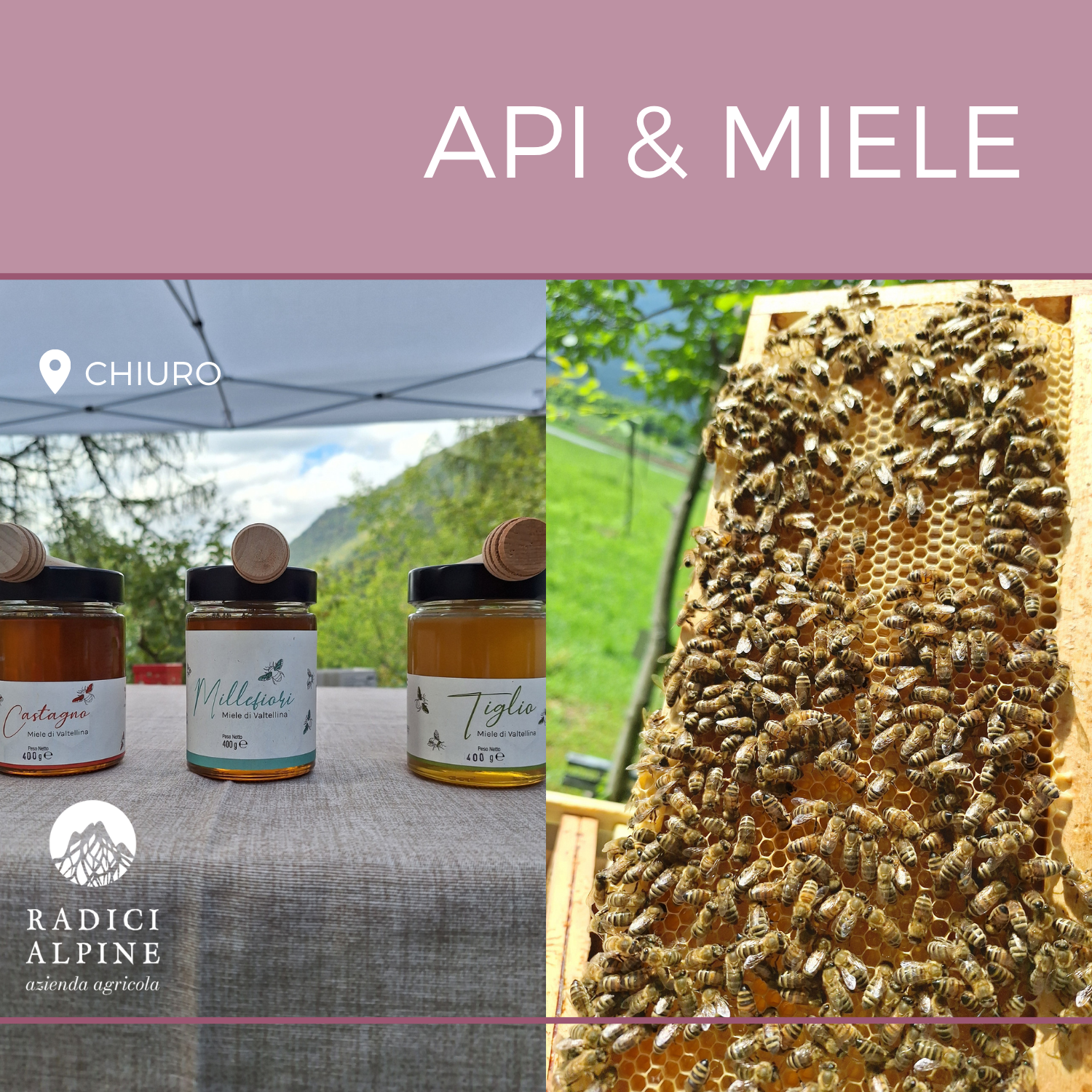 Degustazione di miele e visita all'apiario