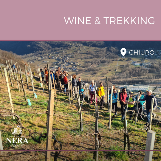 Wine Trekking in vigna con visita in cantina e degustazione