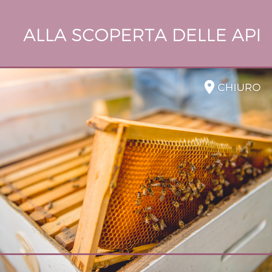 Alla scoperta delle api