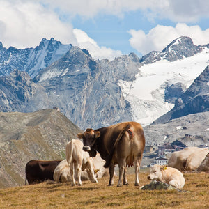 Escursione guidata oltre i 3000mt