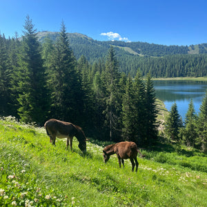 Ritiro di yoga in Valmalenco
