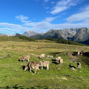Visita in alpeggio e degustazione di formaggi e vino