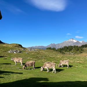 Visita in alpeggio e degustazione di formaggi e vino