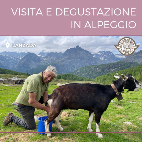 Visita in alpeggio e degustazione di formaggi e vino