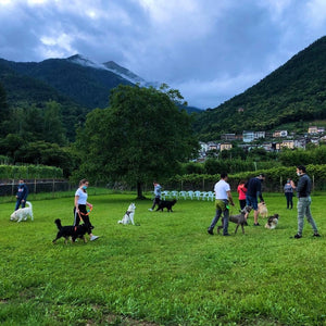Educa il tuo amico a quattro zampe
