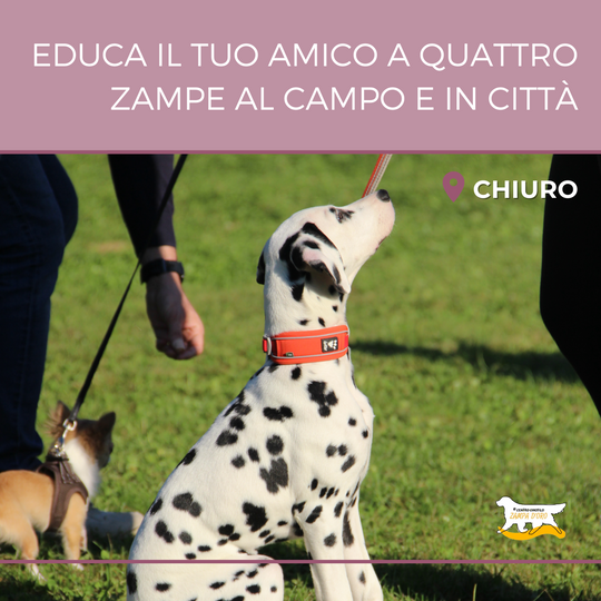 Educa il tuo amico a quattro zampe al campo e in città