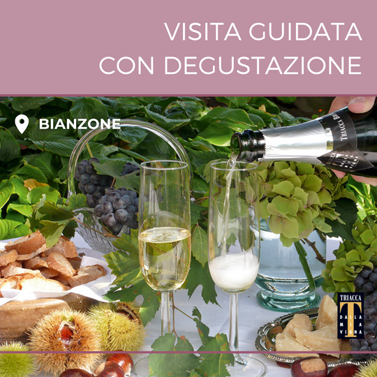 Visita in vigna e in cantina con Degustazione (prezzo per persona)