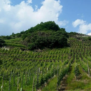 Degustazione di vini con pranzo o cena in agriturismo per 1 persona
